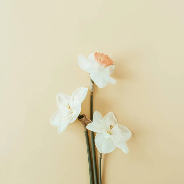Narcyz Kwiatów Bukiet Tle Pastelowych Flatlay Widok Góry Lato Kwiatowy — Zdjęcie stockowe