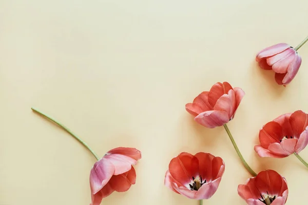 Tulpan Blommor Mönster Pastell Bakgrund Flatlay Topputsikt Sommar Blommig Komposition — Stockfoto