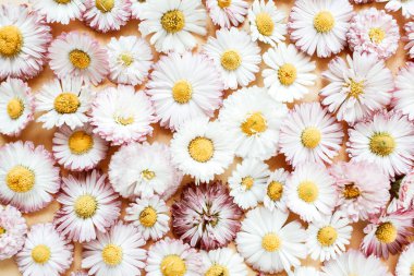 Papatya papatya çiçek tomurcukları arka plan. Düz yatıyordu, üst görünüm minimal yaz çiçek desen kompozisyon.