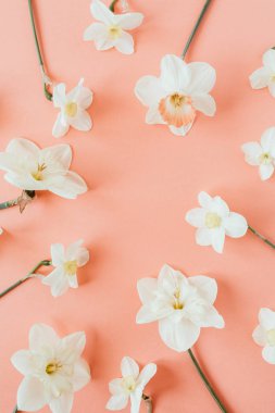 Yuvarlak çelenk çerçeve kopyalama alanı şablonu. Yaşayan mercan arka plan üzerinde Nergis çiçekleri. Düz yatıyordu, üst görünüm minimal çiçek kompozisyonu.