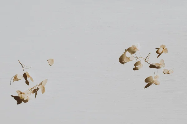 灰色の背景に乾燥した花びらを持つニュートラルな花の組成物 フラットレイ トップビュー花屋ミニマルな自然コンセプト 空白のモックアップ テンプレート — ストック写真
