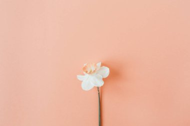 Yaşayan mercan arka plan üzerinde narcissus çiçek ile Çiçek kompozisyonu. Düz yatıyordu, üst görünüm çiçekçi blog kahraman başlık, yaz çiçeği deseni.