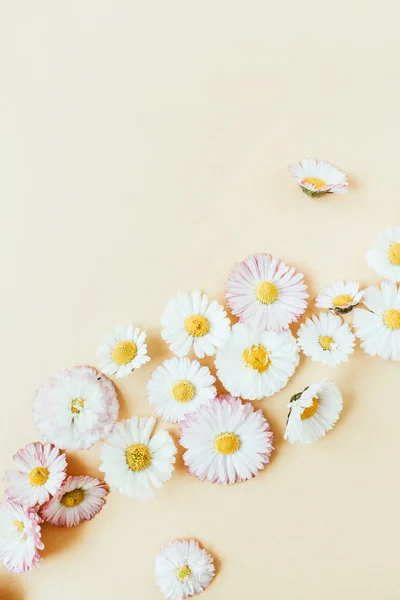 Composição Floral Com Botões Flores Camomila Margarida Fundo Pastel Flat — Fotografia de Stock