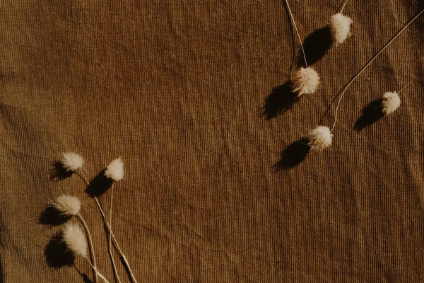 Dry flower branch and stone on a light brown background. Trend