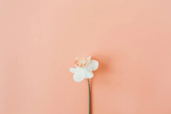 Composition Florale Avec Fleur Narcisse Sur Fond Corail Vivant Flat — Photo