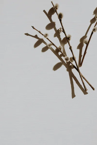 干燥的阴唇柳枝在尘土飞扬的灰色背景 顶视图最小中性花卉组成 — 图库照片