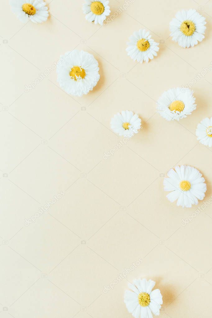 Floral composition with daisy chamomile flower buds on pastel background. Flat lay, top view florist blog hero header, summer blossom pattern.