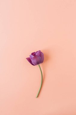 Yaşayan mercan arka plan üzerinde mor lale çiçeği. Düz yatıyordu, üst görünüm minimal yaz çiçek desen kompozisyon.