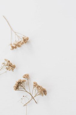 Beyaz arka plan üzerinde kuru çiçek dalı. Düz döşeme, üst görünüm minimal nötr çiçek arka plan.