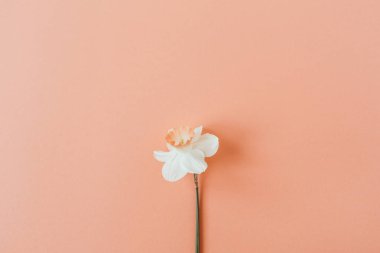 Yaşayan mercan arka plan üzerinde Narcissus çiçek. Flatlay, üst görünüm yaz çiçek kompozisyon.