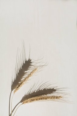 Çavdar veya buğday başak beyaz arka plan. Düz yatıyordu, üstten görünüm mısır gevreği. Minimal sağlıklı organik gıda konsepti.
