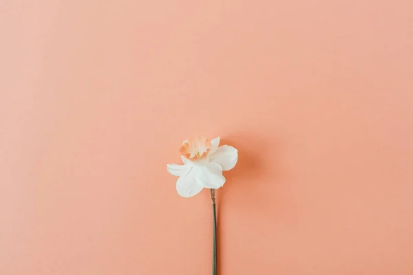 Narcissus Kvete Živým Korálovém Pozadí Stroz Pohled Letní Květinové Složení — Stock fotografie