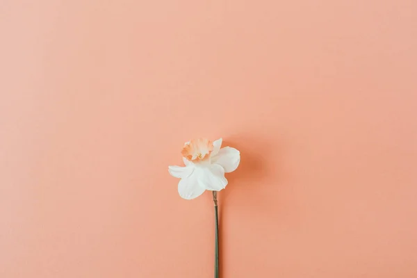 Narcisse Fleur Sur Fond Corail Vivant Flatlay Vue Dessus Composition — Photo