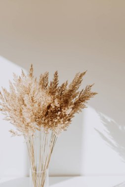 Beyaz masanın üzerinde duran vazodaki bej kamışların duvarında güzel gölgeler var. Blogcular için minimum, stil konsepti. Paris titreşimleri.