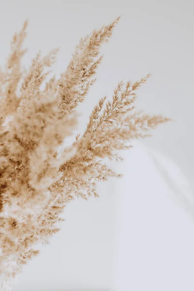 Beige Riet Tegen Witte Muur Mooie Achtergrond Met Neutrale Kleuren — Stockfoto