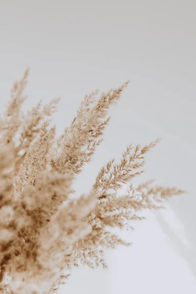 Reeds Bege Agains Parede Branca Fundo Bonito Com Cores Neutras — Fotografia de Stock