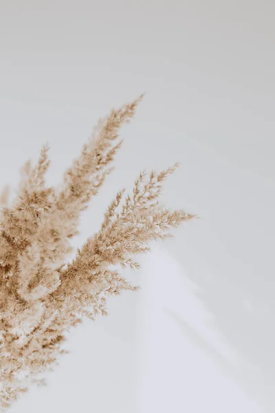Reeds Bege Agains Parede Branca Fundo Bonito Com Cores Neutras — Fotografia de Stock