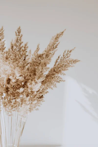 Reeds Bege Agains Parede Branca Com Sombras Belo Padrão Com — Fotografia de Stock