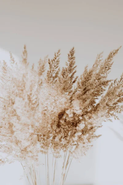 Reeds Bege Agains Parede Branca Belo Padrão Com Cores Neutras — Fotografia de Stock