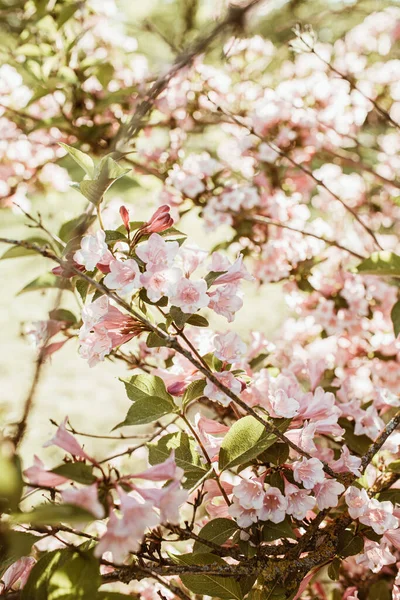 盛开的樱花 苹果树花 自然夏季花卉组成 — 图库照片