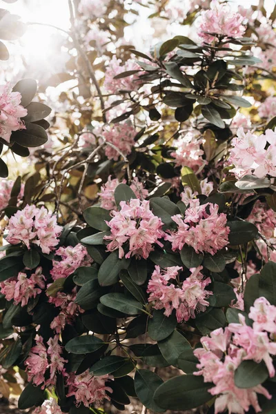 美しいピンクのシャクナゲの花の閉鎖ブッシュを咲かせます 夏花葉構成 — ストック写真