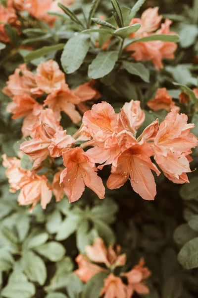 Nahaufnahme Von Schönen Pfirsich Lachs Rhododendron Blumen Blühen Busch Zusammensetzung — Stockfoto