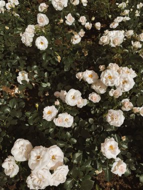 Güzel güller çiçek çalıları. Yaz çiçekli arka plan