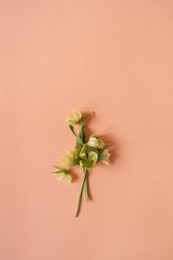 Şeftali rengi pembe arka planda sarı bir çiçek. Düz yatıyordu, çiçeklerle süslü bayram konsepti.