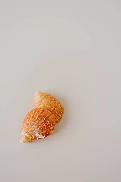 Orange Snäckskal Neutral Beige Bakgrund — Stockfoto