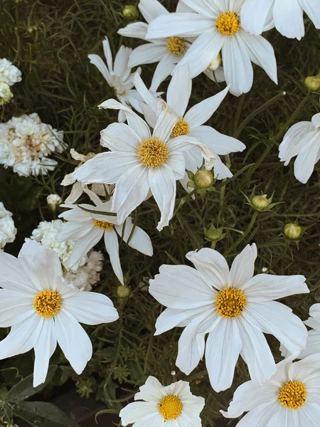 Beautiful Romomile Daisy Flowers Летний Цветочный Фон — стоковое фото