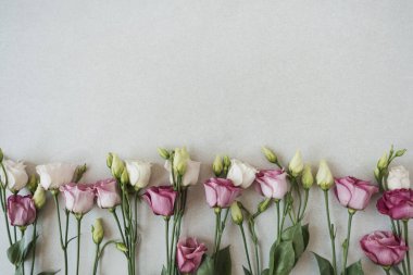 Gri arka planda güller. Düz yerde, çiçeklerle süslenmiş bayram kompozisyonu. Düğün, Sevgililer Günü, Anneler Günü.