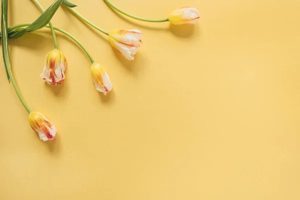 Цветы Тюльпана Желтом Фоне Плоская Лежащая Сверху Цветочная Праздничная Композиция — стоковое фото
