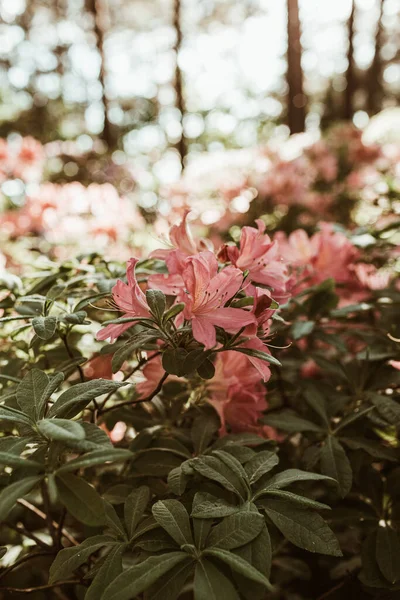 美しいピンクのシャクナゲの花の閉鎖ブッシュを咲かせます 夏花葉構成 — ストック写真