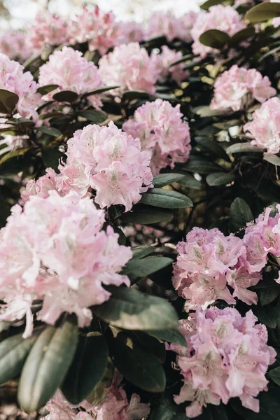 Close Belas Flores Cor Rosa Rododendro Florescer Arbusto Verão Composição — Fotografia de Stock