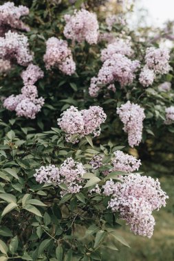 Çiçek açan mor leylak çiçeği çalısı. Doğal yaz çiçekli kompozisyon