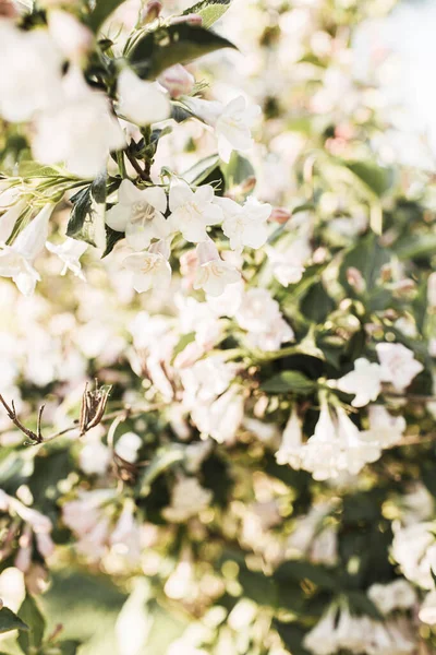 リンゴの木の花を咲かせます 自然な夏の花の組成 — ストック写真