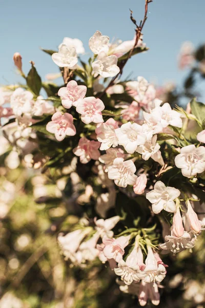 リンゴの木の花を咲かせます 自然な夏の花の組成 — ストック写真