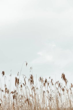 Sazlık saplarını mavi gökyüzüne yaklaştır. Asgari doğa arkaplanı.