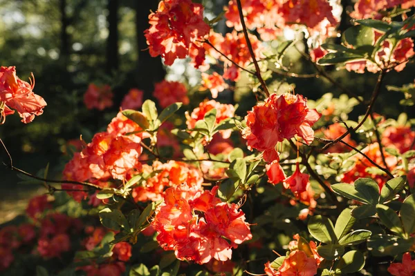 美しい赤いシャクナゲの花の閉鎖は太陽の下で茂みを咲かせます 夏花葉構成 — ストック写真