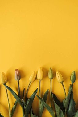 Sarı arka planda lale çiçekleri olan çiçek kompozisyonu. Boşluğu kopyala, düz yat, üst görünüm