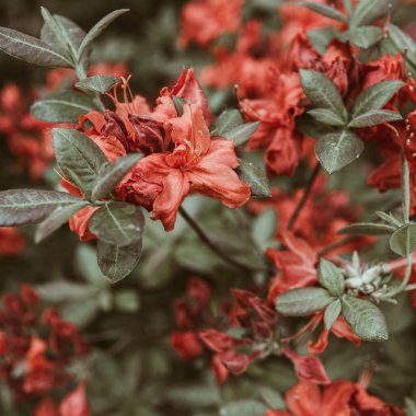 Güzel kırmızı rhododendron çiçeklerinin yakın çekimi çalı açar. Yaz çiçekleri kompozisyonu