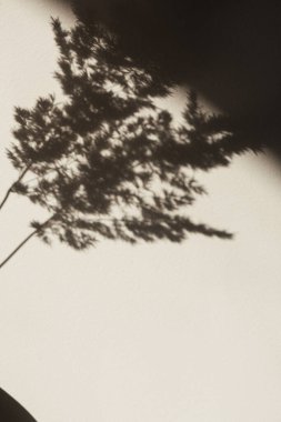 Kuru otlar / sazlıklar. Duvardaki gölgeler. Gün ışığında siluet