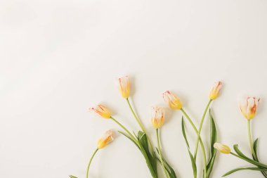 Beyaz arka planda sarı lale çiçekleri. Bayram kutlamaları çiçek konsepti