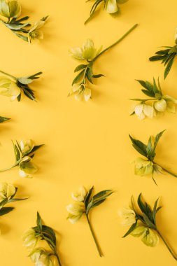 Sarı arka planda sarı karabasan çiçeklerinden yapılmış yuvarlak çerçeve çelengi. Düz konum, üst görünüm çiçekli boş kopya alanı modelleme şablonu