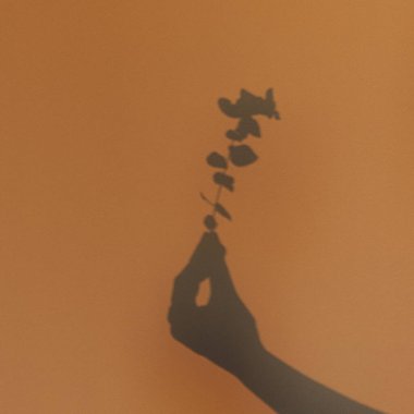 Kadınların eli okaliptüs çiçeği dalını tutuyor. Duvardaki gölge. Dişi elinde bitki. Gün ışığında siluet.