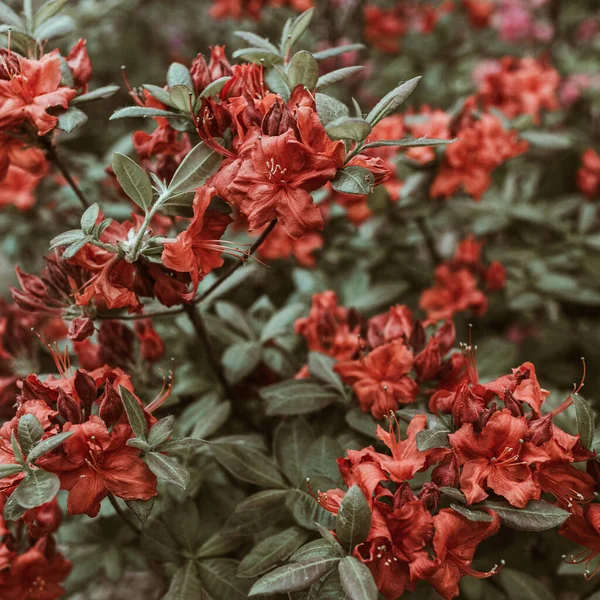 Nahaufnahme Von Schönen Roten Rhododendron Blumen Blühen Busch Zusammensetzung Der — Stockfoto