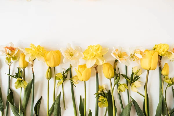 Narciso Tulipanes Amarillos Florecen Sobre Fondo Blanco Puesta Plana Vista — Foto de Stock