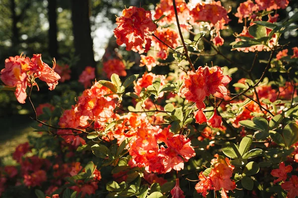 Крупный План Красивых Красных Цветов Рододендрона Цветут Кусты Солнечном Свете — стоковое фото