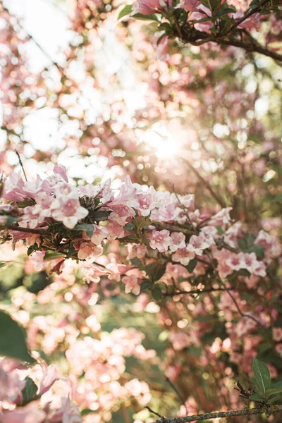 Blommande Körsbär Äppelträd Blommor Naturlig Sommar Blommig Sammansättning — Stockfoto