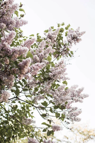 开着紫色紫丁香花丛 自然夏季花卉组成 — 图库照片